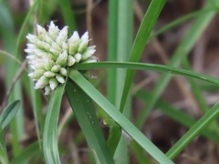 Cyperus dubius