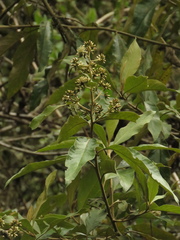 Critoniopsis bogotana