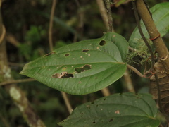 Smilax tomentosa