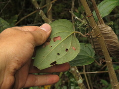 Smilax tomentosa