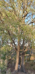 Petalostigma pubescens