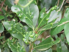 Eriophyes inermae