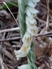 Spiranthes spiralis image