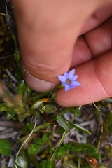 Gentiana prostrata