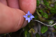 Gentiana prostrata