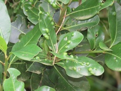 Eriophyes inermae