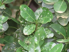 Eriophyes inermae