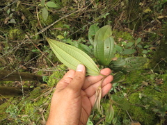 Miconia cataractae