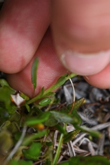 Gentiana prostrata