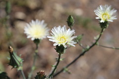 Rafinesquia californica