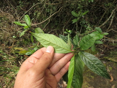 Solanum cornifolium