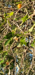 Petalostigma pubescens