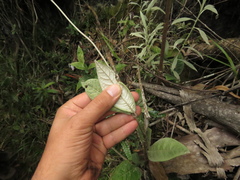 Oligactis sessiliflora