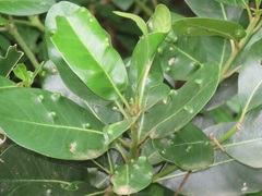 Eriophyes inermae