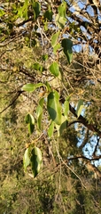 Petalostigma pubescens