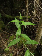 Polypsecadium solidagineum