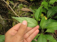 Polypsecadium solidagineum