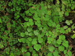 Thalictrum podocarpum
