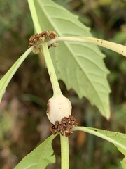 Neolasioptera lycopi