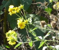 Verbesina encelioides