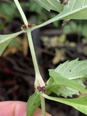 Neolasioptera lycopi