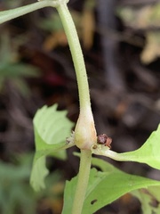 Neolasioptera lycopi