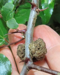 Coniodictyum chevalieri