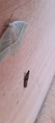 Nephopterix angustella