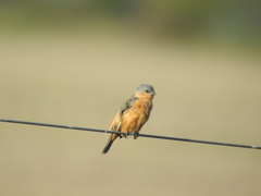 Sporophila hypoxantha