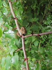 Coniodictyum chevalieri