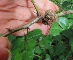 Coniodictyum chevalieri