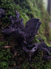 Thelephora cuticularis
