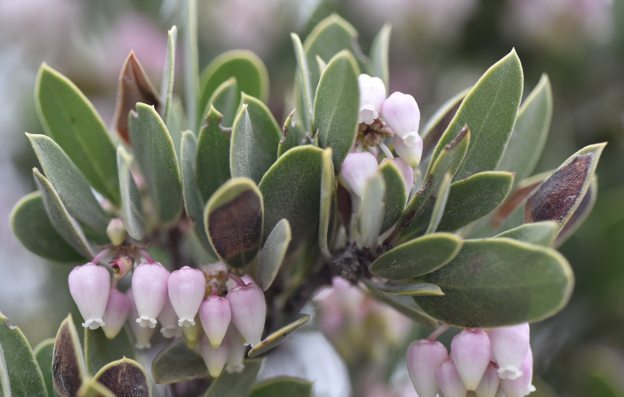 Arctostaphylos pungens