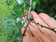 Coniodictyum chevalieri