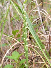 Spiranthes magnicamporum