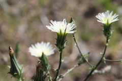 Rafinesquia californica