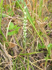 Spiranthes magnicamporum