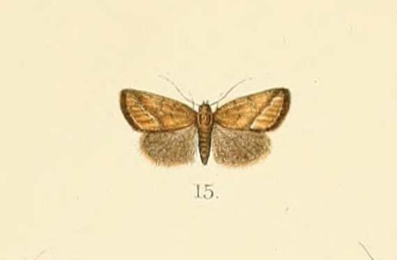 Maliattha umbrina