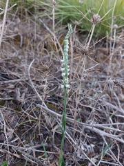 Spiranthes spiralis image