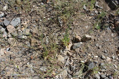 Rafinesquia californica