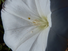 Convolvulus capensis