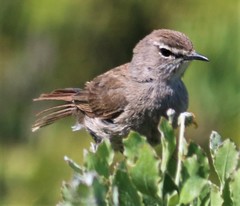 Cercotrichas coryphoeus coryphoeus
