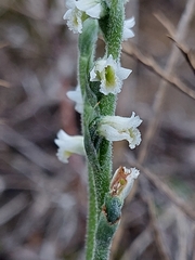 Spiranthes spiralis image