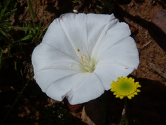 Convolvulus capensis
