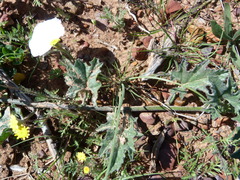 Convolvulus capensis