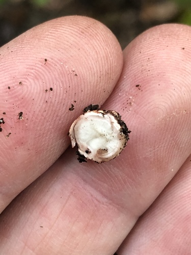 Geastrum morganii