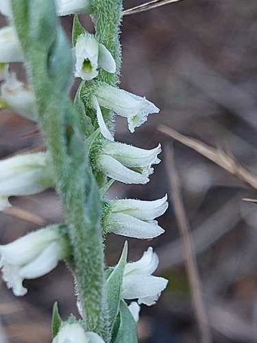 Spiranthes image