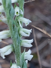 Spiranthes spiralis image