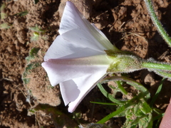 Convolvulus capensis
