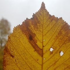 Cameraria ohridella